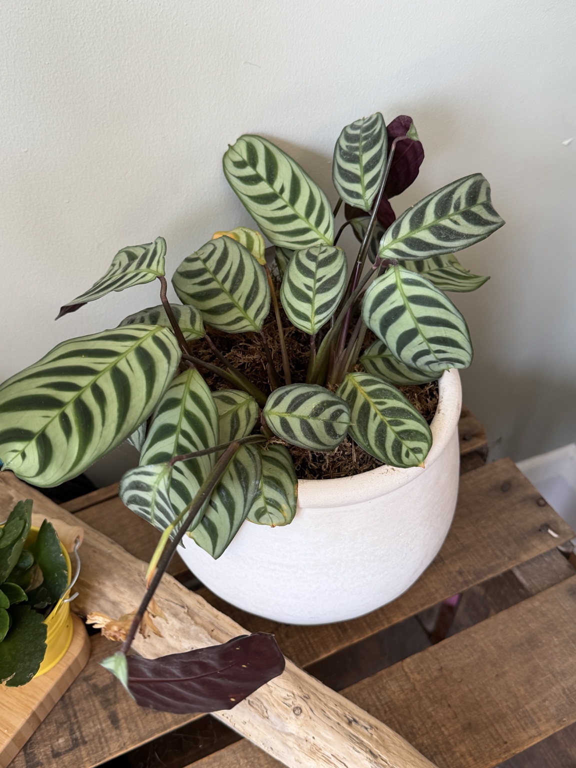 Fishbone prayer plant