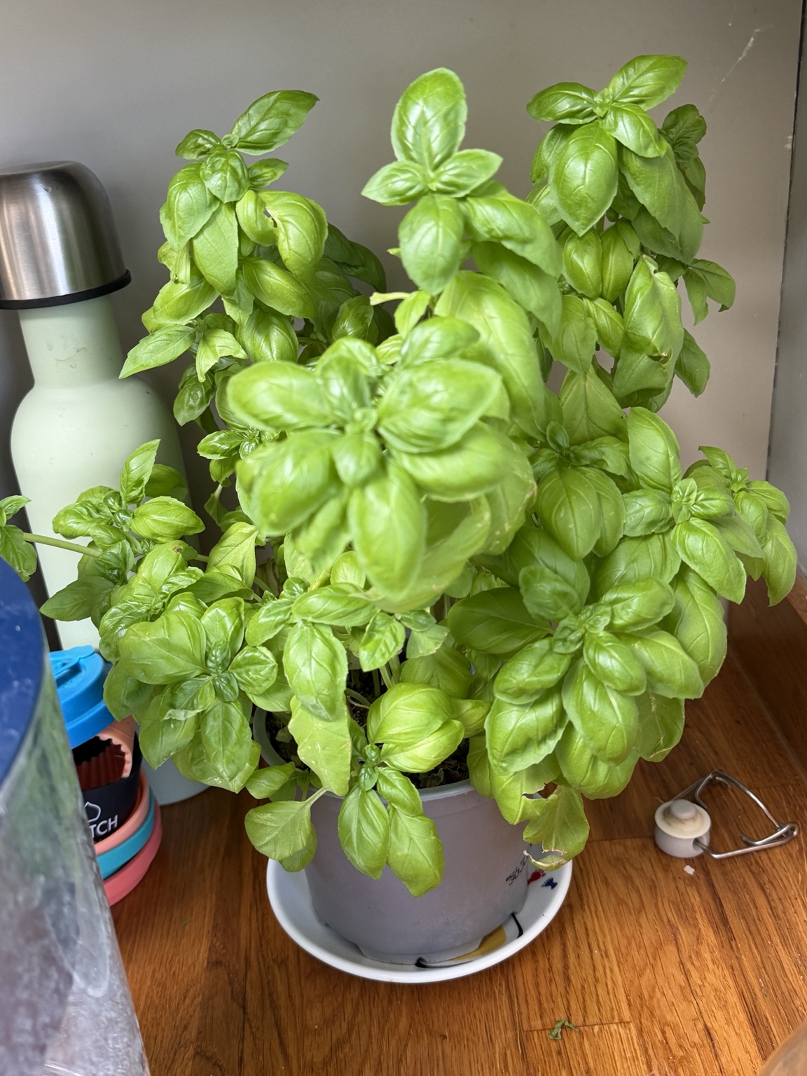 Sweet basil