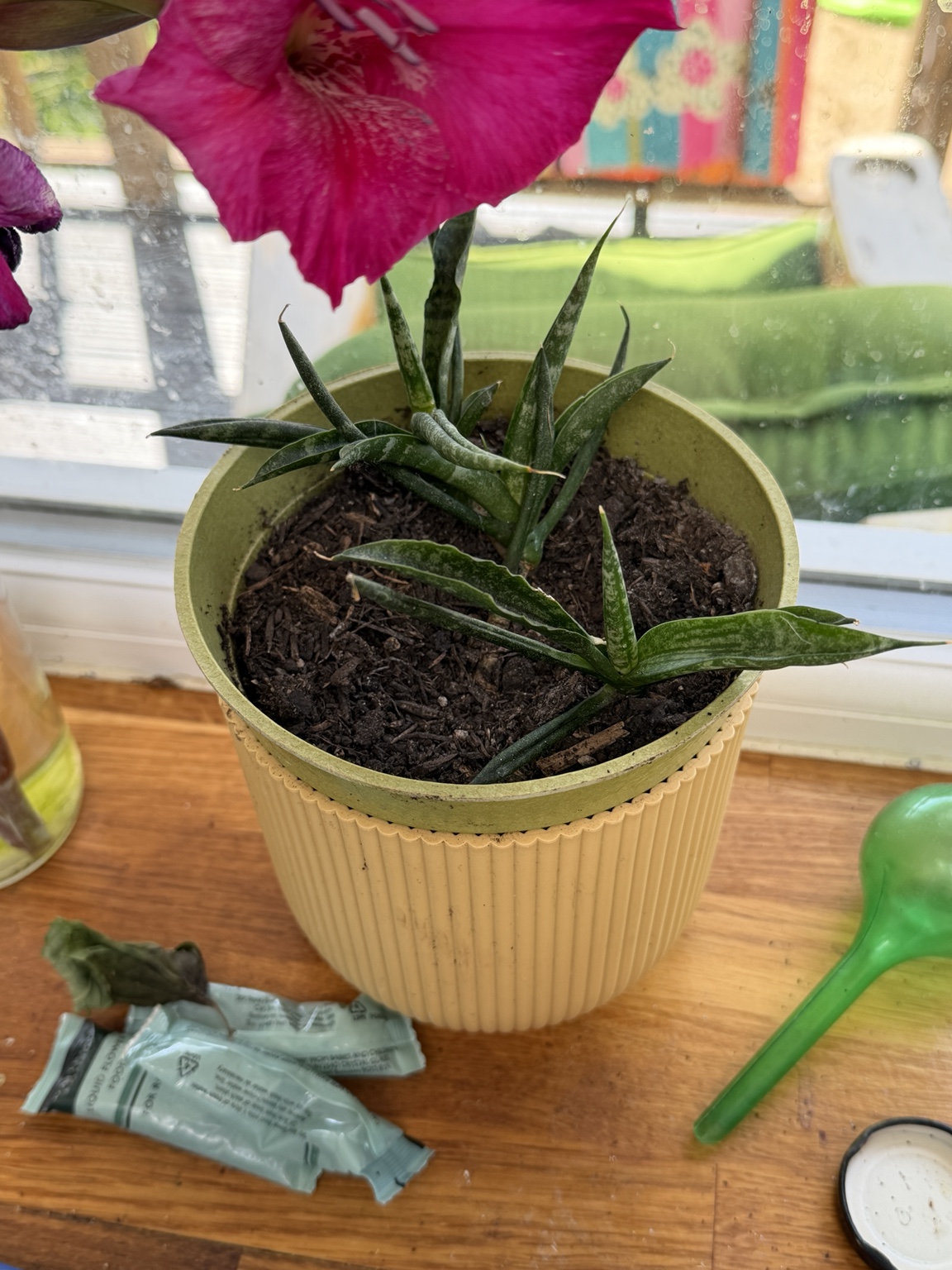 Ox-tongue succulent