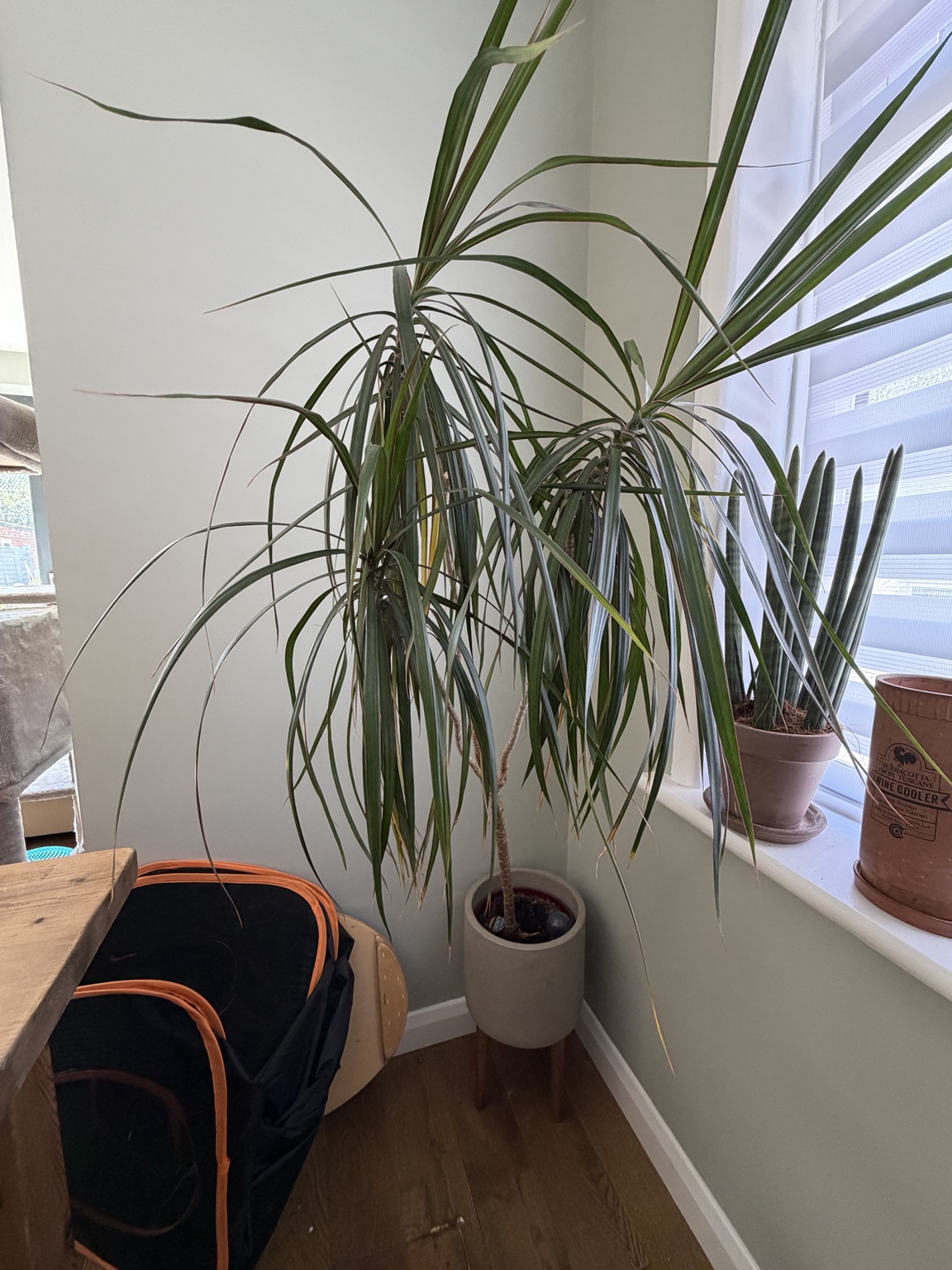 Dragon tree