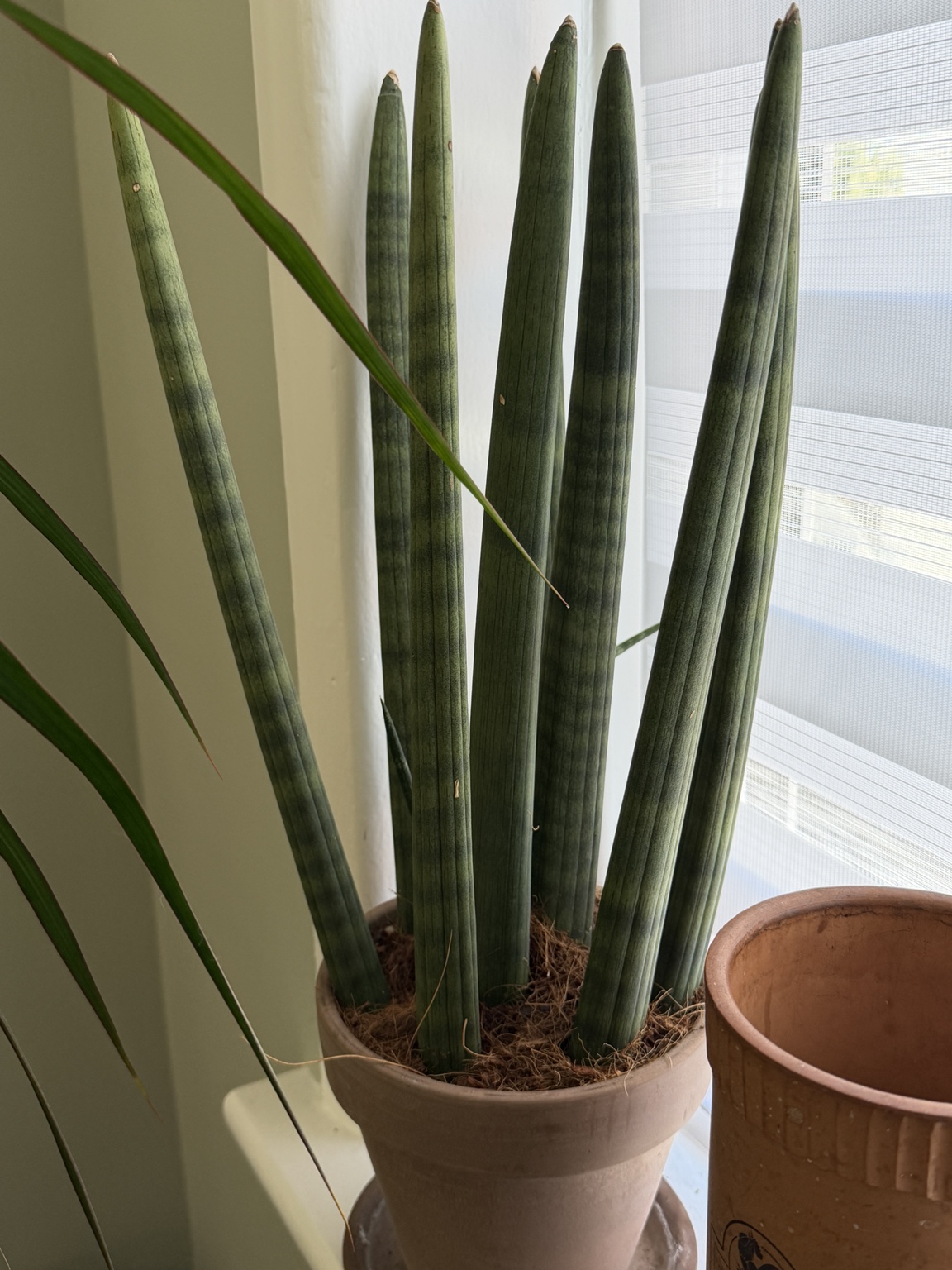 Cylindrical snake plant