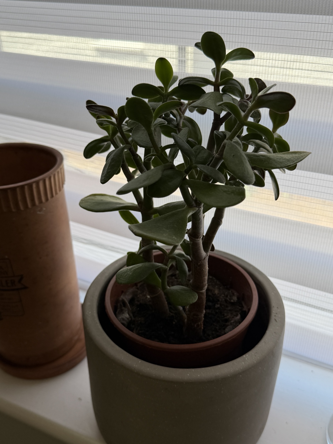 Jade plant
