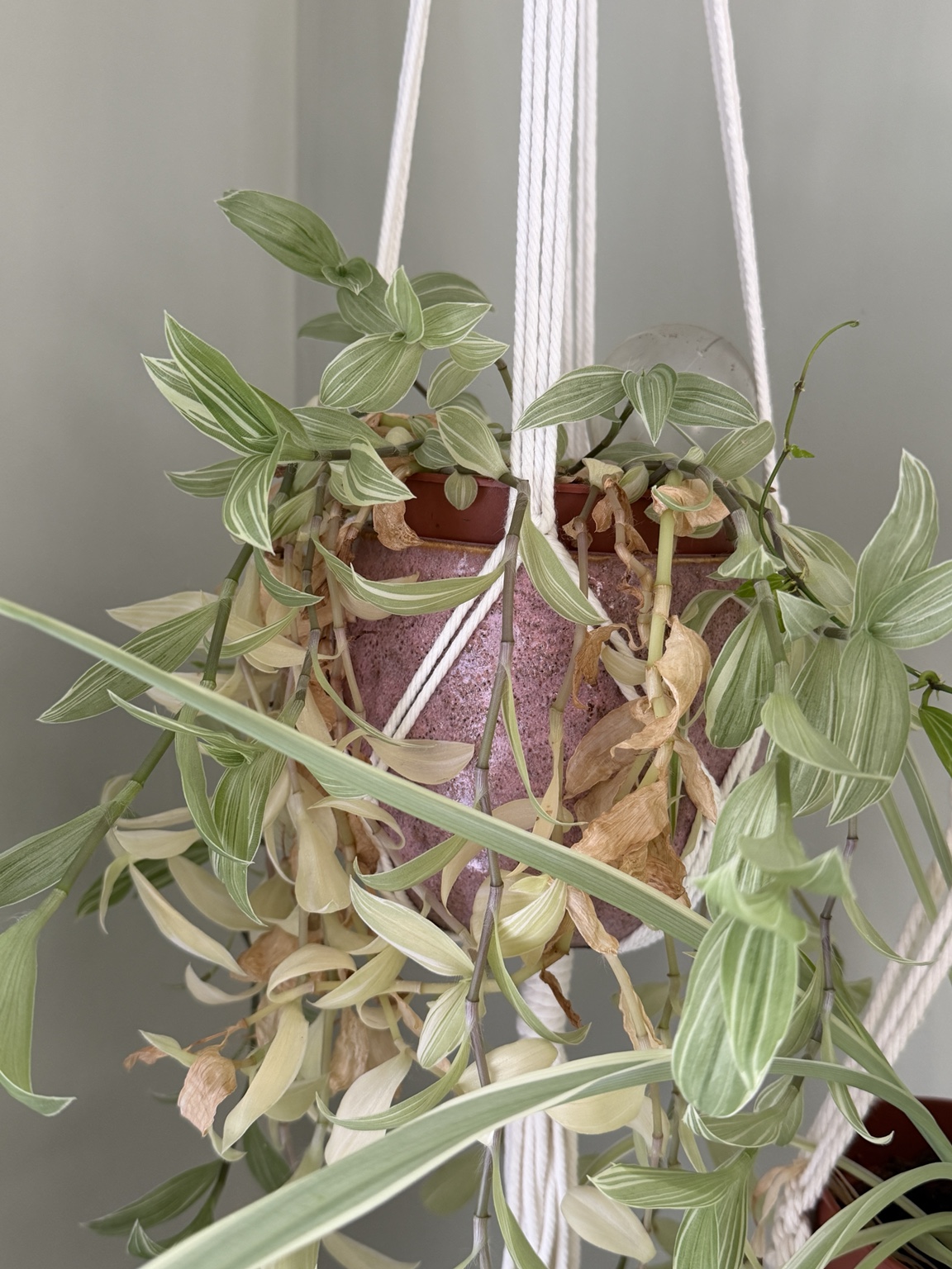White striped inch plant