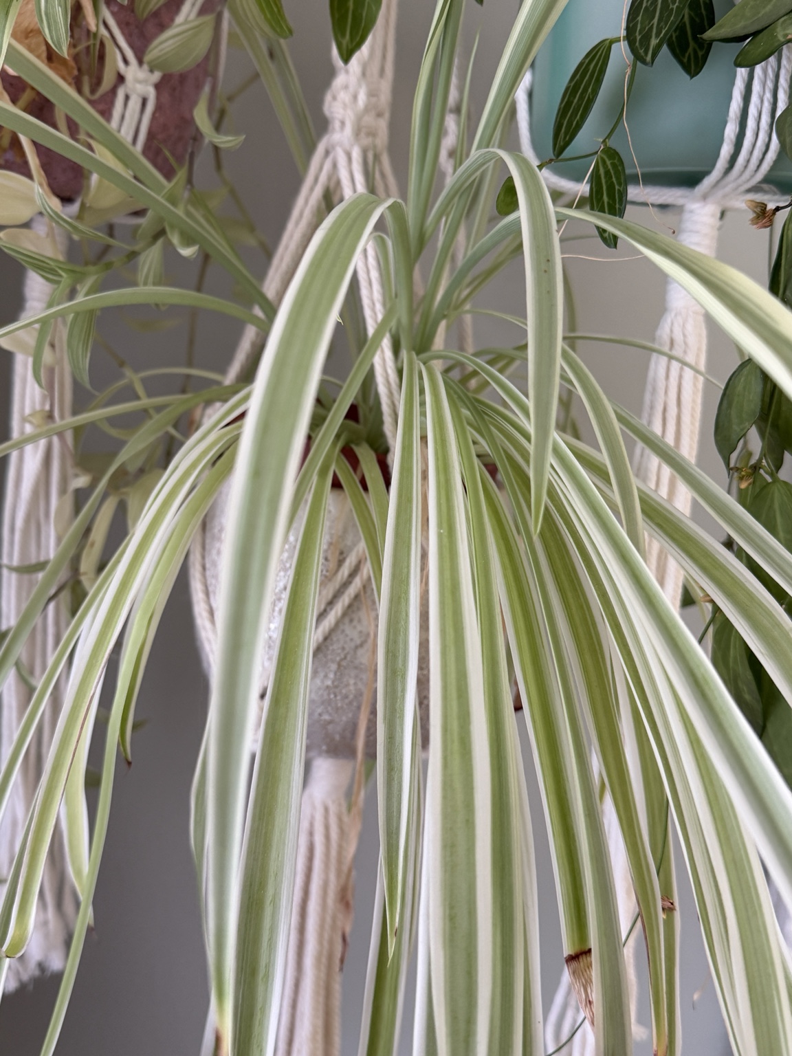 Spider plant