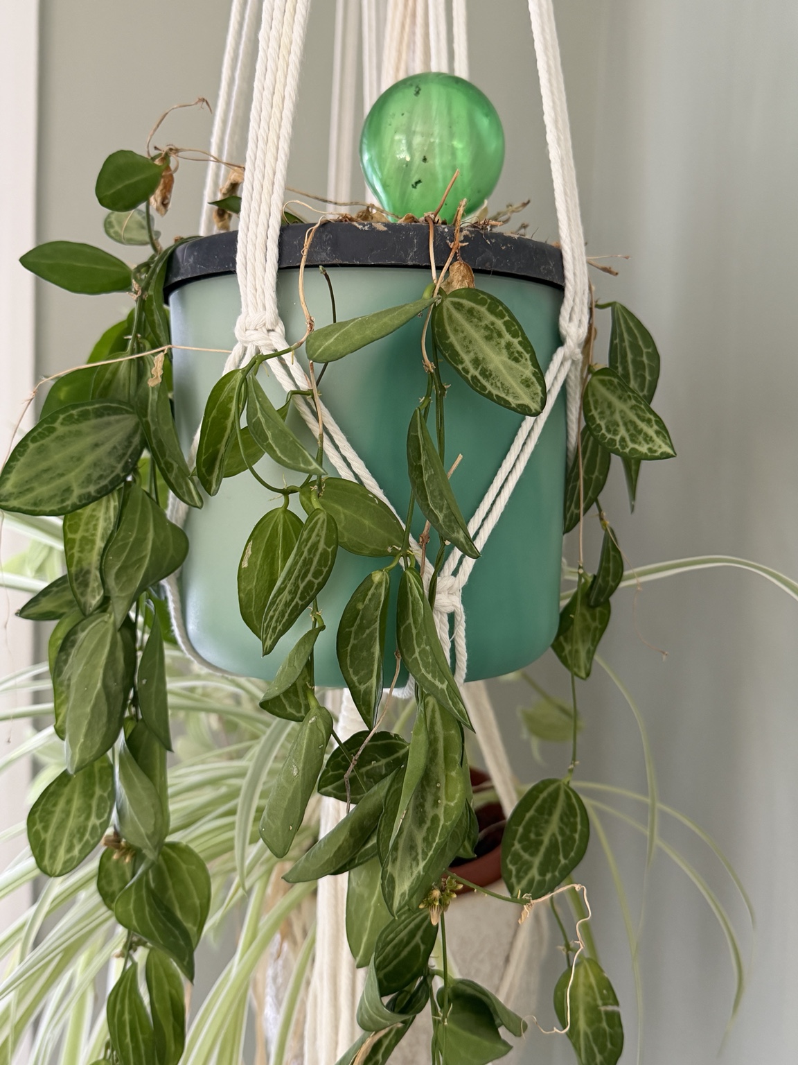 Watermelon dischidia