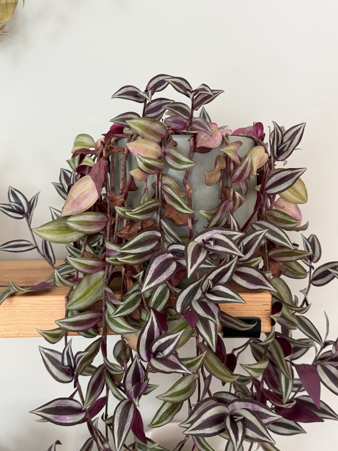 Zebra inch plant