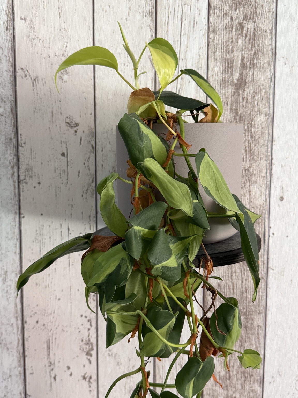 Philodendron Brasil