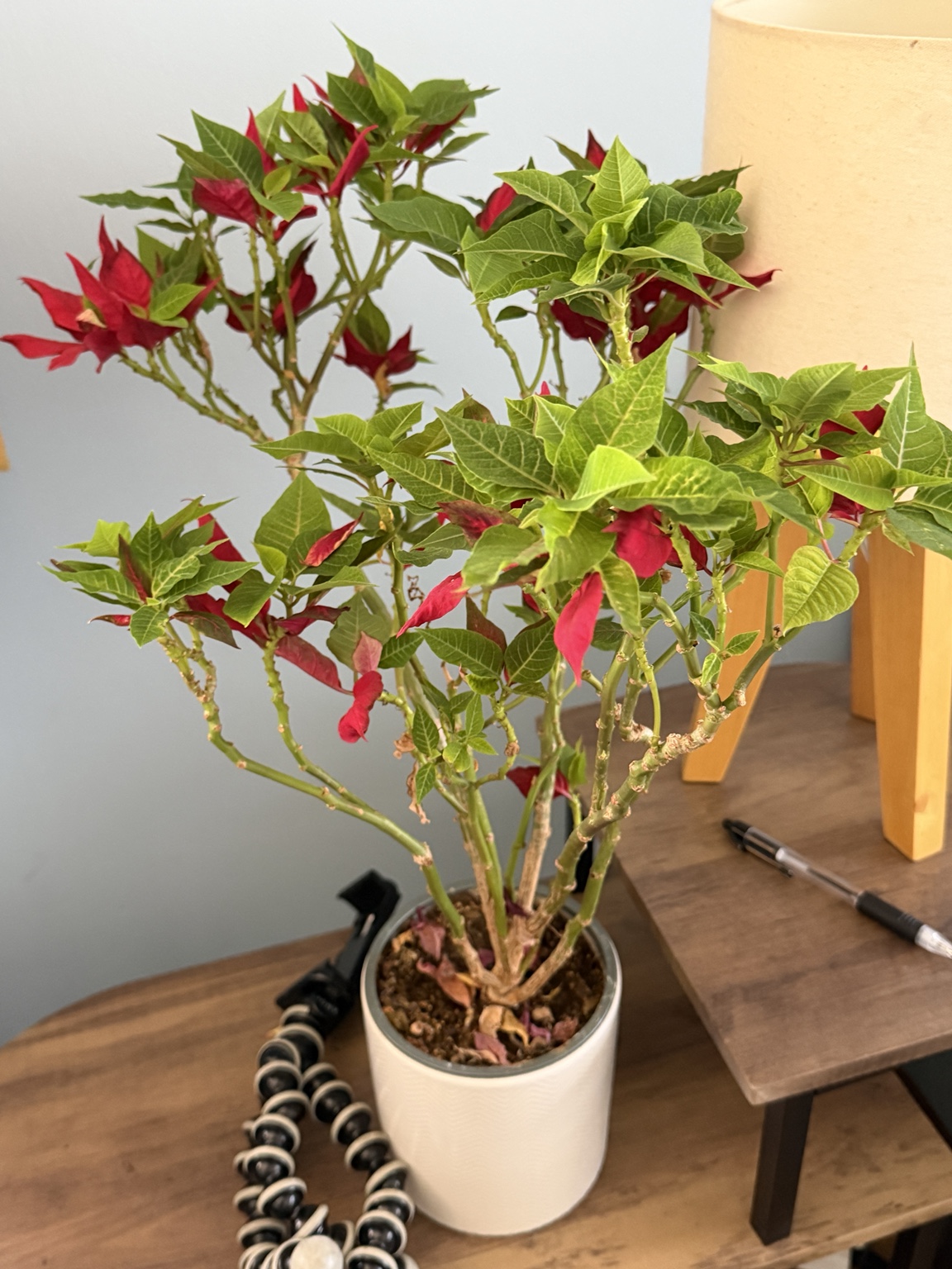 Poinsettia