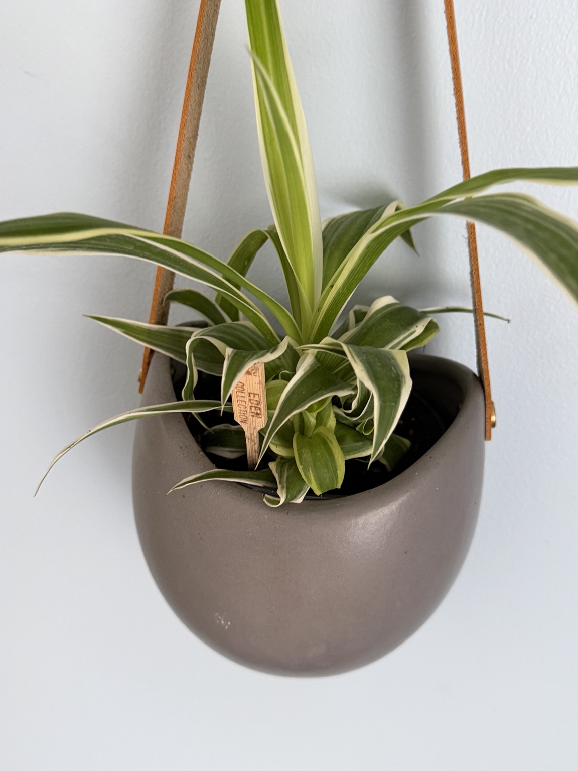 Curly spider plant