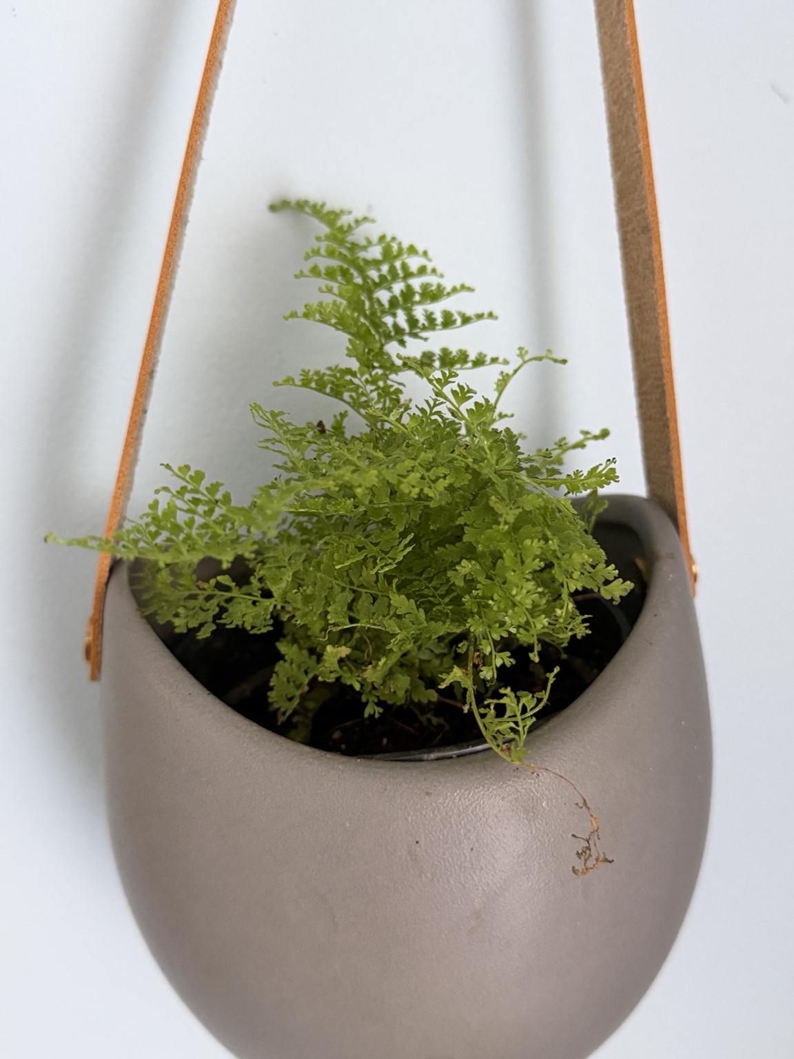 Spikemoss