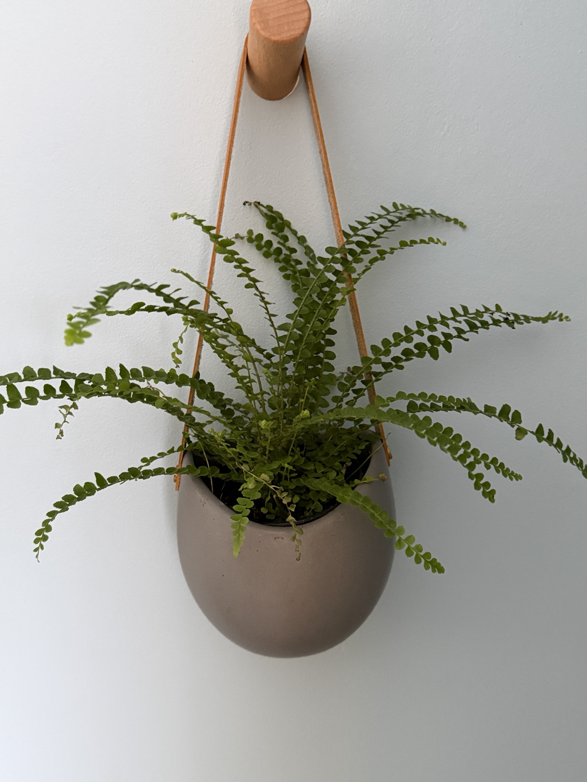 Lemon button fern