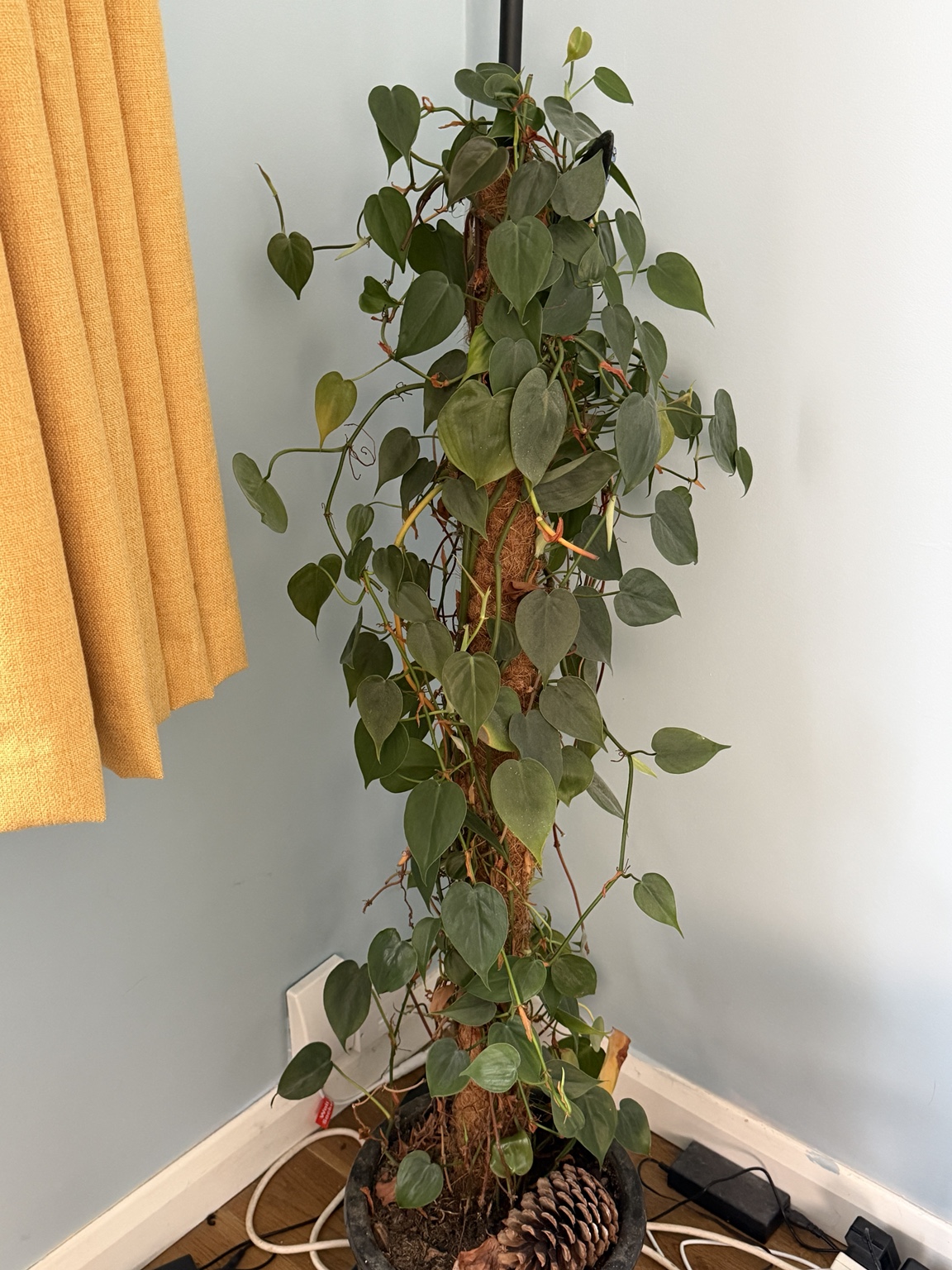 Heartleaf philodendron