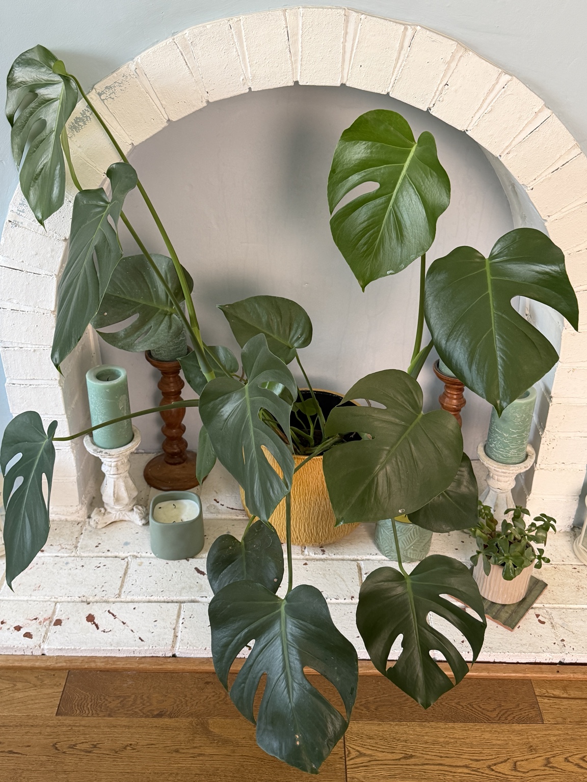 Swiss cheese plant