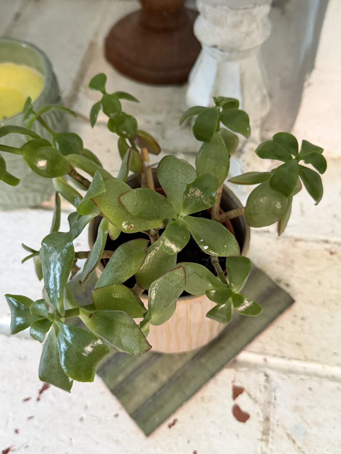 Jade plant