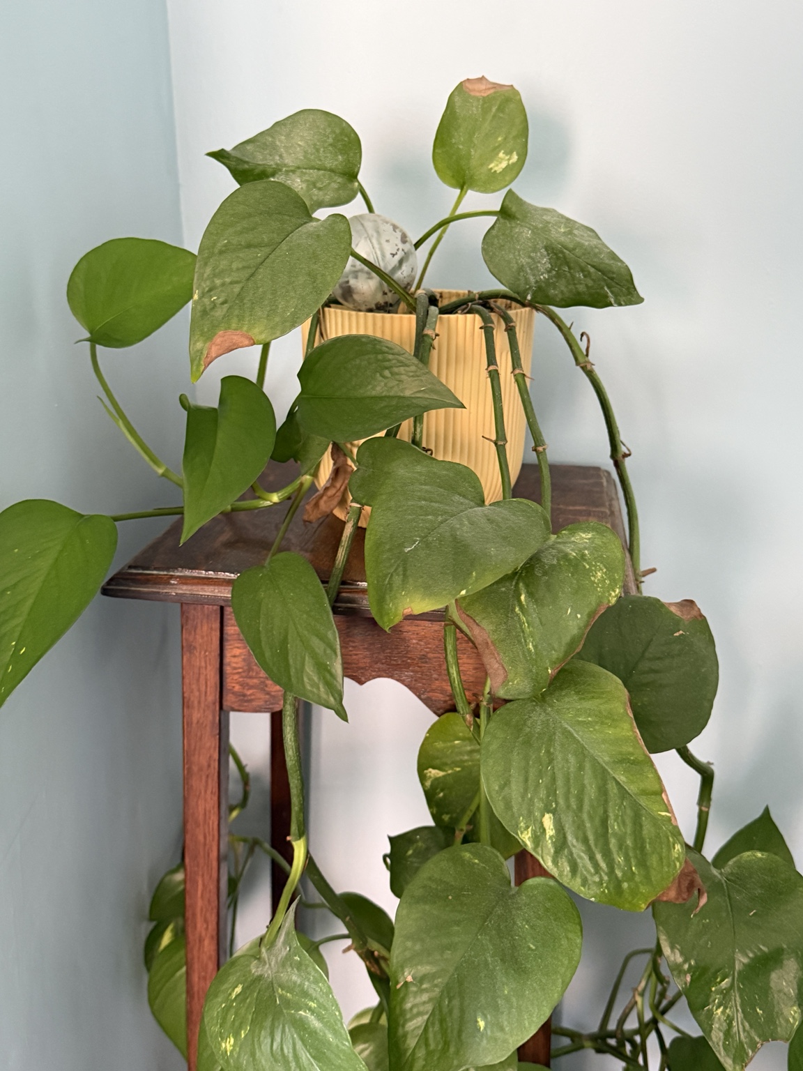 Golden pothos