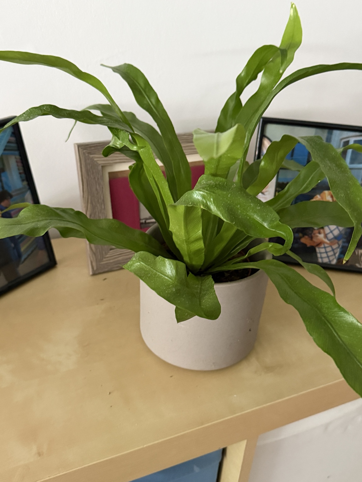 Bird’s nest fern