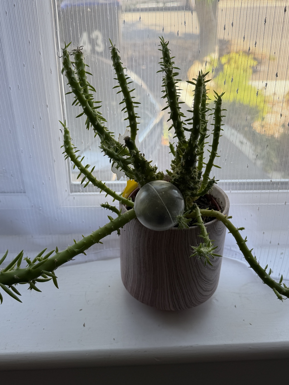 Eve’s needle cactus