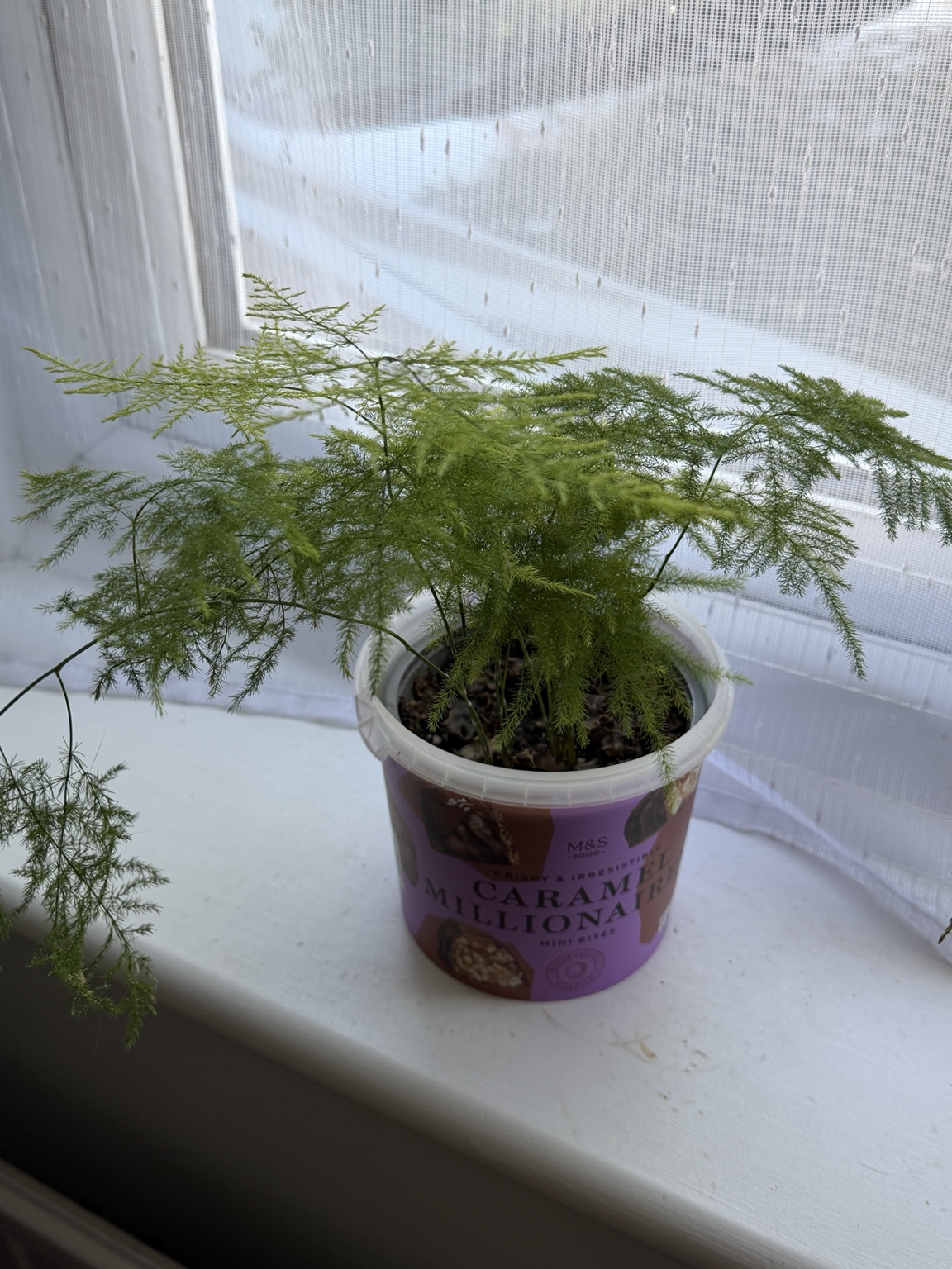 Asparagus fern