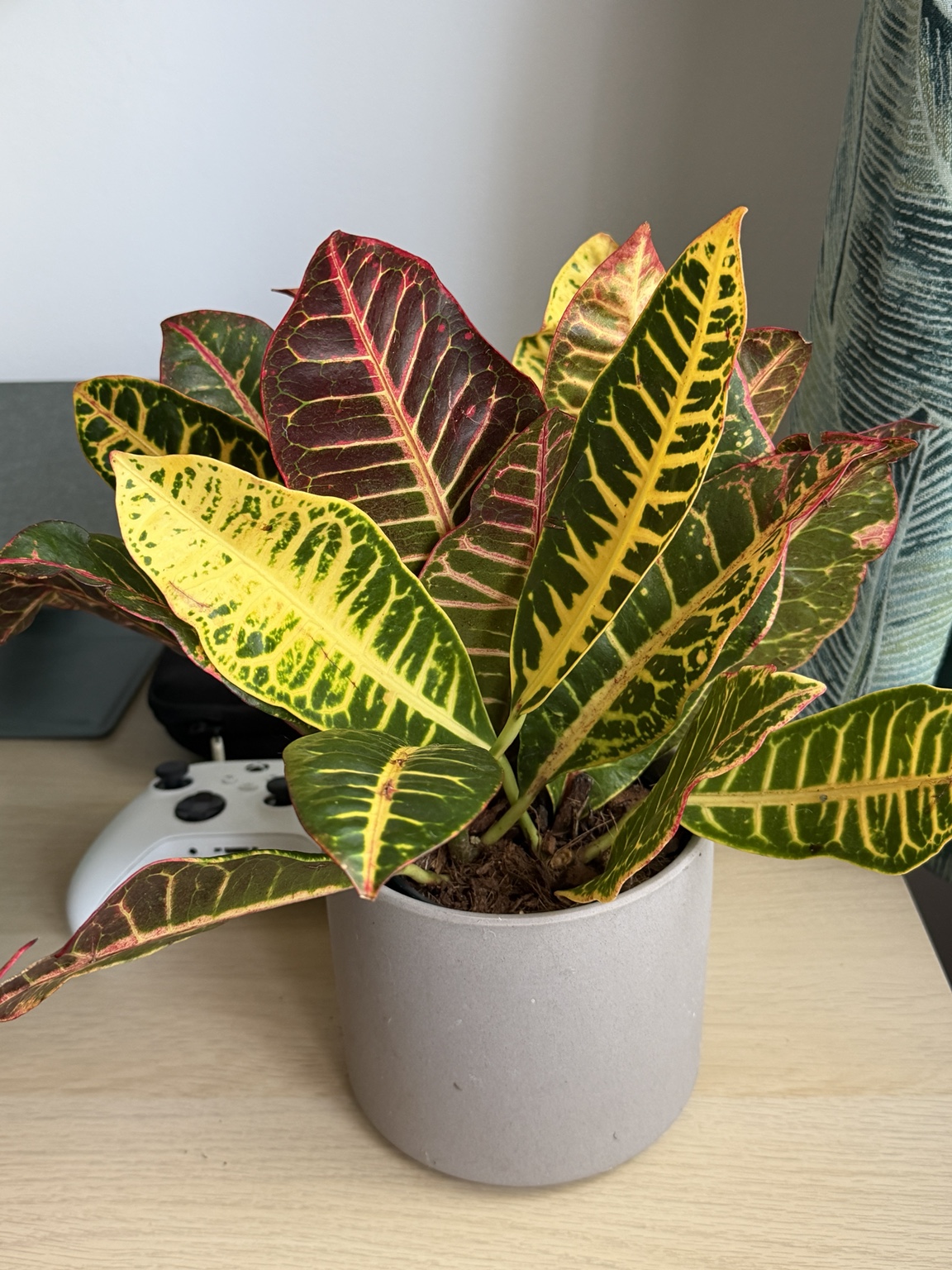 Croton