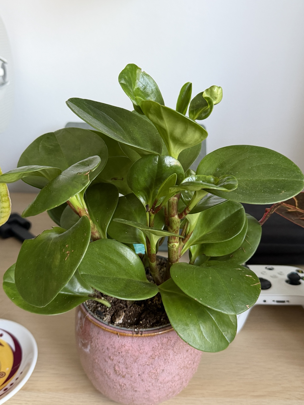 Baby rubber plant