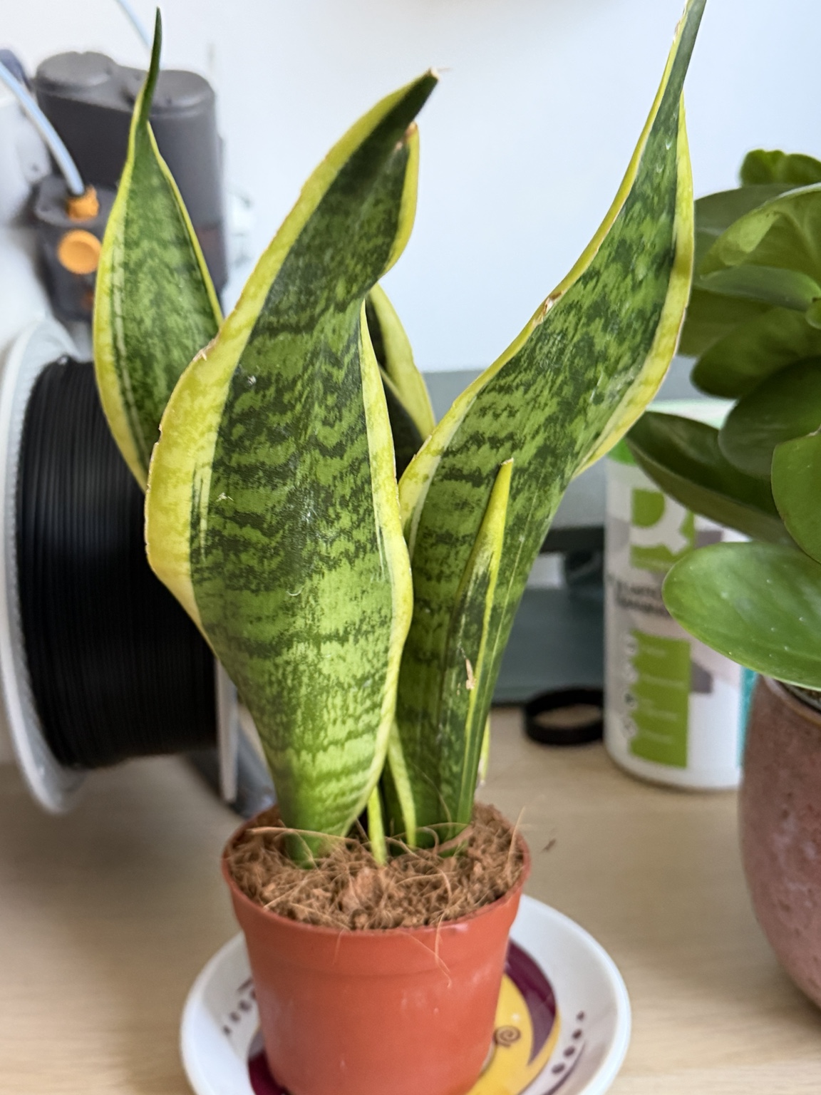 Variegated snake plant