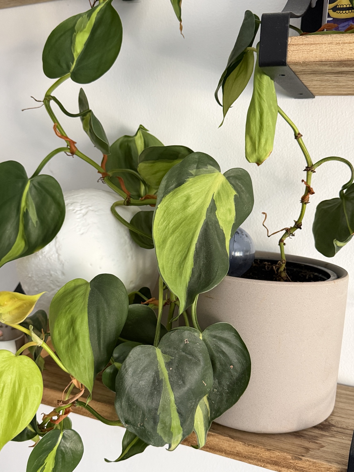 Philodendron Brasil