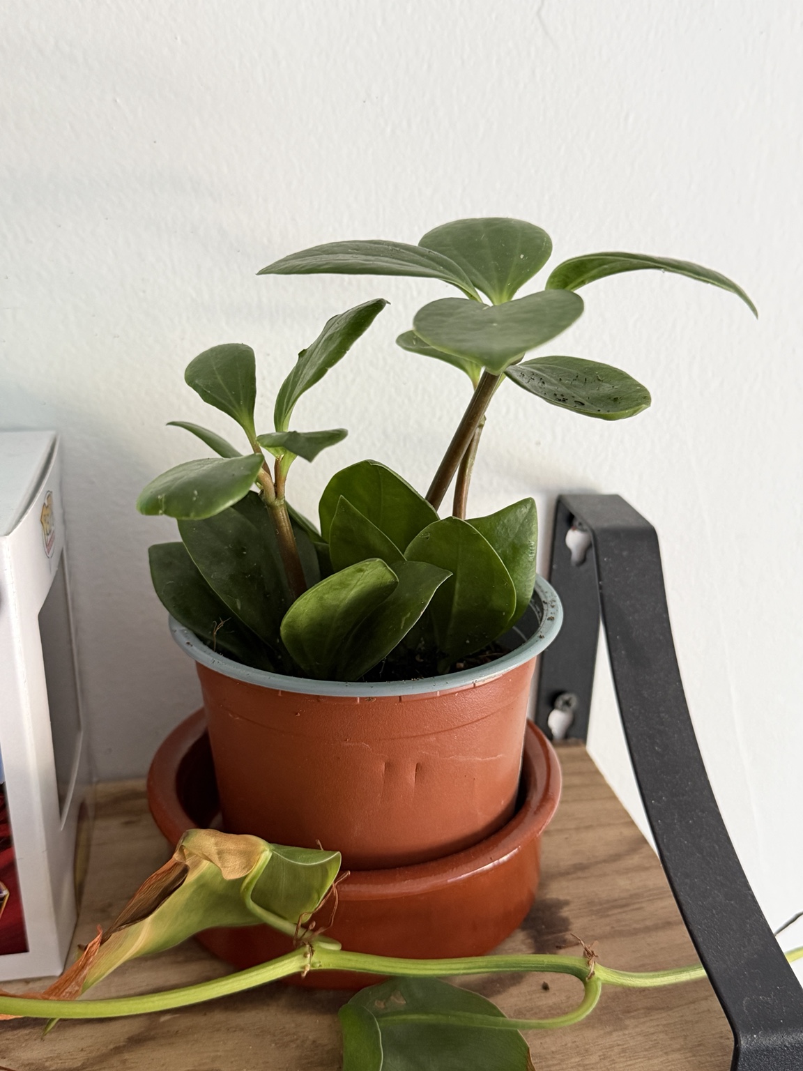 Baby rubber plant